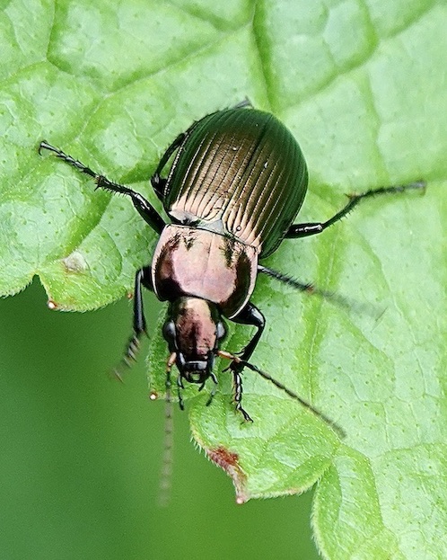 Dor beetle